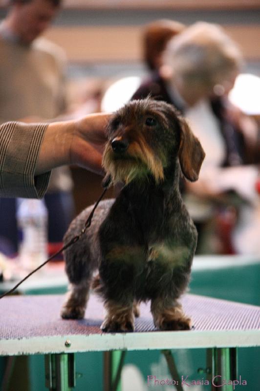 Crufts2011_2 1057.jpg